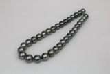 12-14mm Tahitian Peacock Round Necklace with Gold Clasp