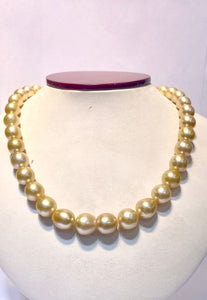 Golden oval south sea pearls 10X12mm beautiful luster well matched 37pcs 18inches